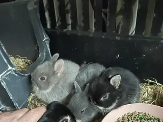 Netherland Dwarf rabbits NETHERLAND DWARF BABY RABBITS - Advert 6