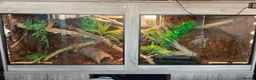 Boa Snake reptiles for sale: Boa constrictor with 6 ft viv - Advert 2