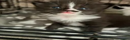 Mixed Breed cats for sale: Queen's 3 little biscuits  - Advert 22