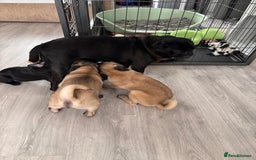 Pug dogs for sale: Puppies - Image 13