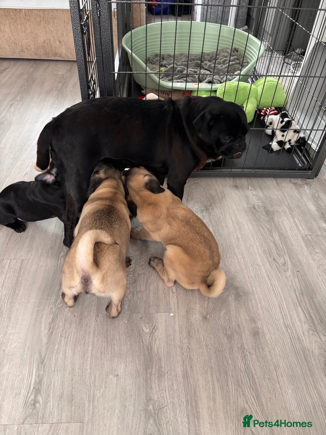 Pug dogs for sale: Puppies - Image 13