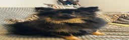 Pomeranian dogs for sale: Black long haired female 8-month Pomeranian  in London - Advert 5