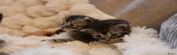 Mixed Breed cats for sale: Adorable mixed kittens for sale - Advert 11