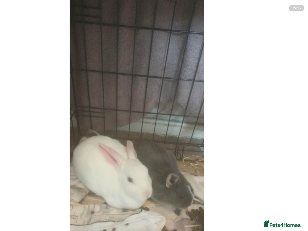 Mixed Breed rabbits for sale: Two lovely rabbits  - Advert 1