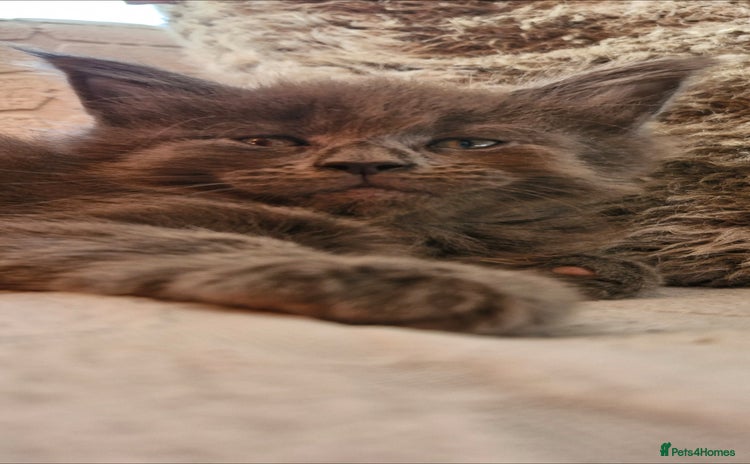 Maine Coon cats - Advert 15