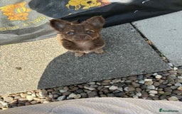 Chihuahua dogs for sale: Beautiful long hair Chihuahua girl for sale - Image 6