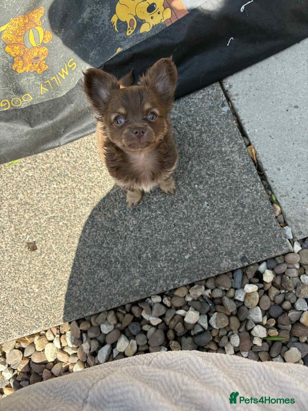 Chihuahua dogs for sale: Beautiful long hair Chihuahua girl for sale - Image 6