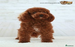 Cockapoo dogs for stud: Donnajays 5* PROVEN, HEALTH TESTED & PROFESSIONAL - Image 2