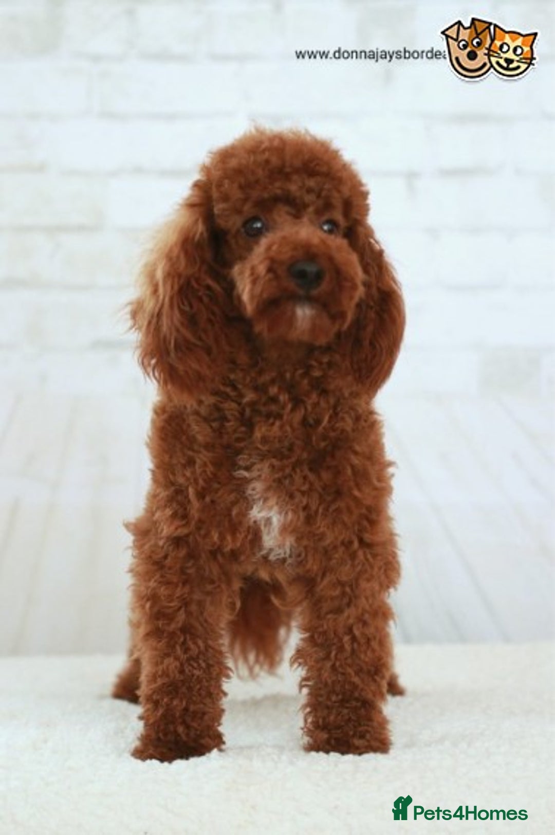 Cockapoo dogs for stud: Donnajays 5* PROVEN, HEALTH TESTED & PROFESSIONAL - Image 2