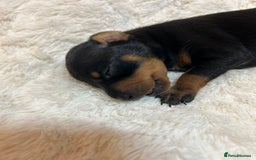 Miniature Pinscher dogs for sale: Gorgeous MinPin Puppies-Ready from 8th Dec! - Advert 18