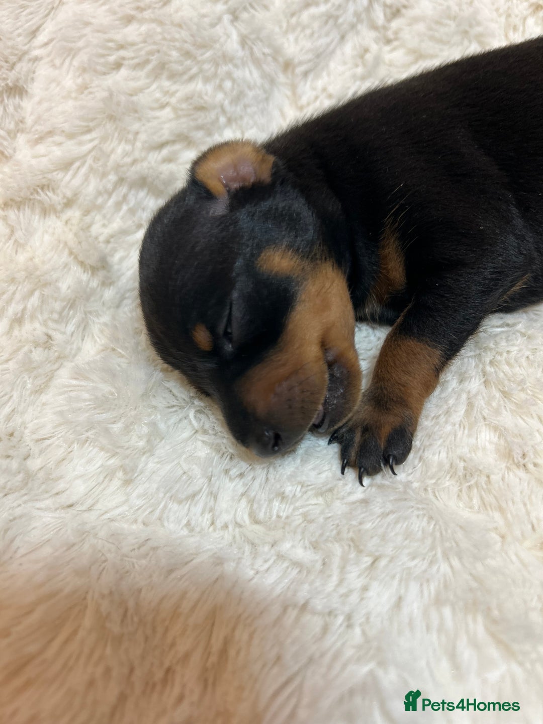 Miniature Pinscher dogs for sale: Gorgeous MinPin Puppies-Ready from 8th Dec! - Advert 18
