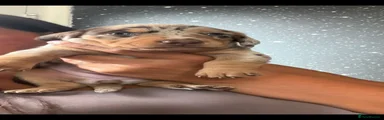 Dachshund 4