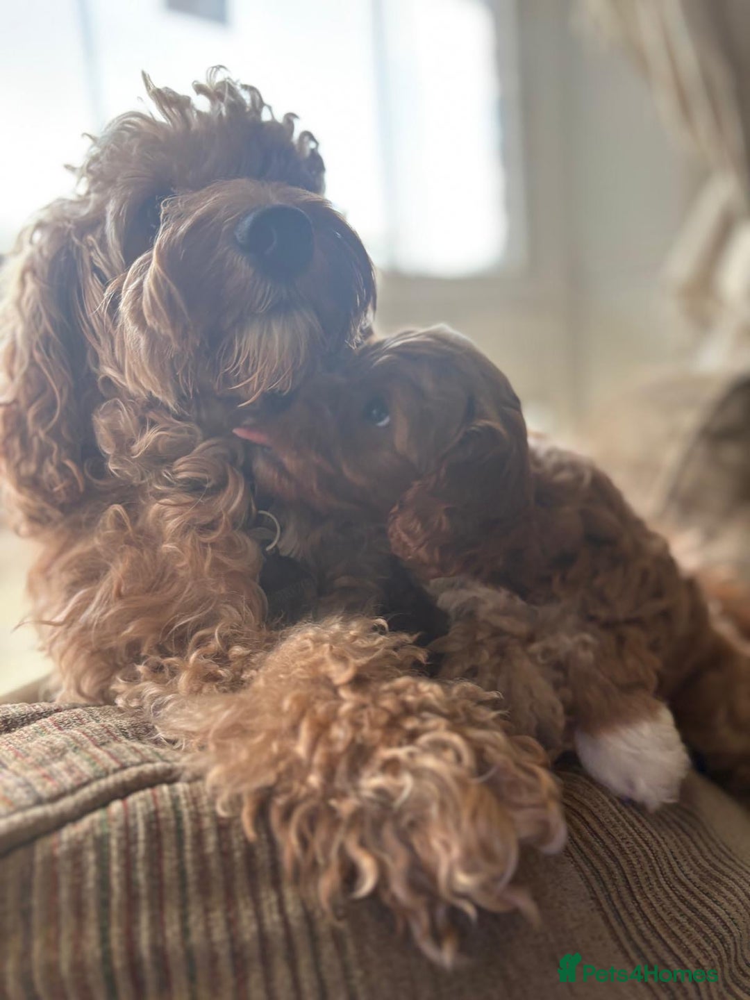 Cockapoo dogs for sale: Very unique Asian Toy Cockerpoos - Image 39