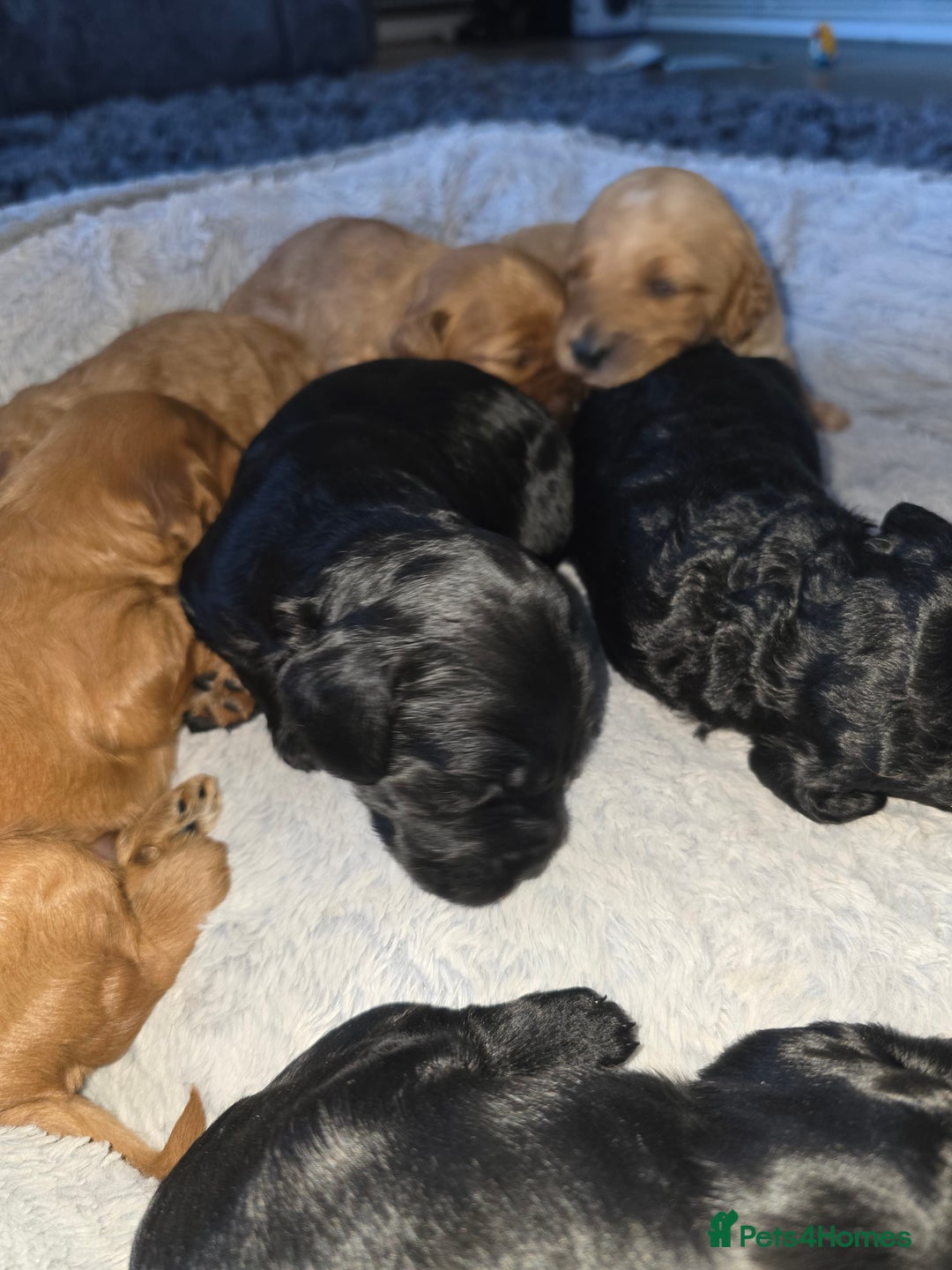 Cockapoo dogs for sale: ✨️  F1B Cockapoo Puppies 1 reserved ✨️ - Image 3