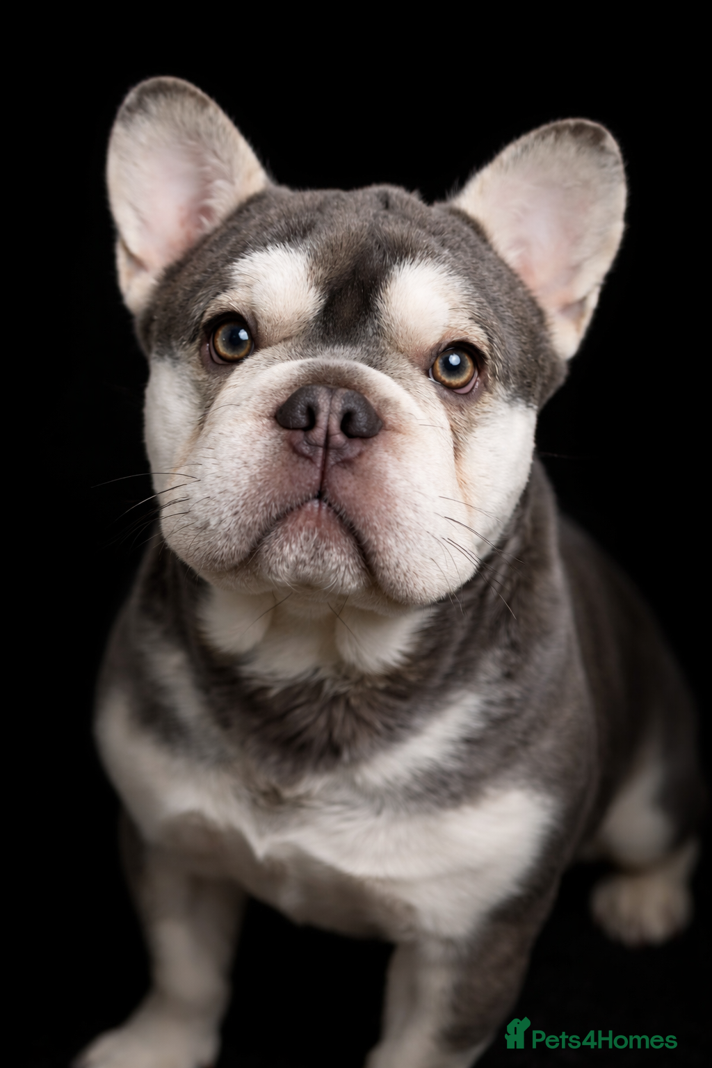 French Bulldog dogs Gorgeous French bulldog Rocky - Advert 1