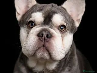 French Bulldog dogs Gorgeous French bulldog Rocky - Advert 1