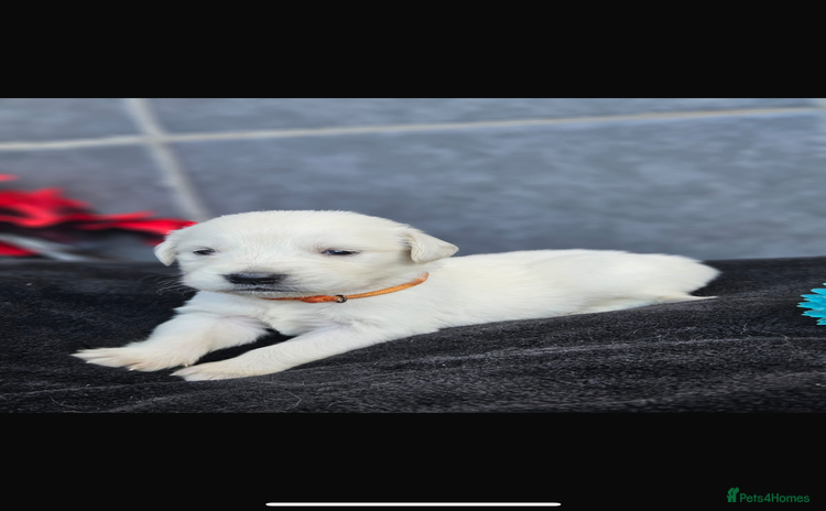 Golden Retriever dogs - Advert 7