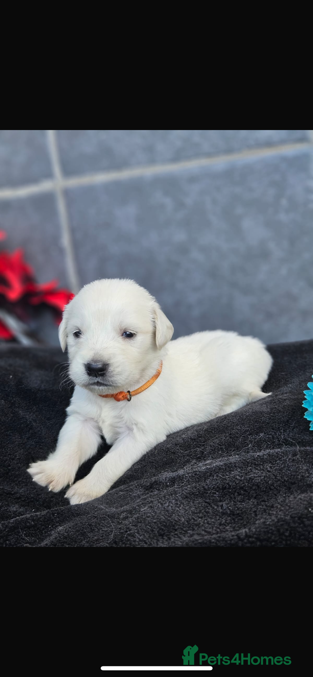 Golden Retriever dogs for sale: Gorgeous kc golden retrievers  - Image 1