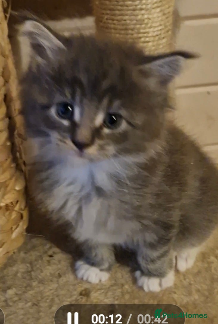 Maine Coon cats Maine coone kittens  - Advert 6