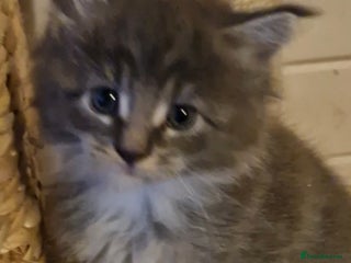 Maine Coon cats Maine coone kittens - Advert 12