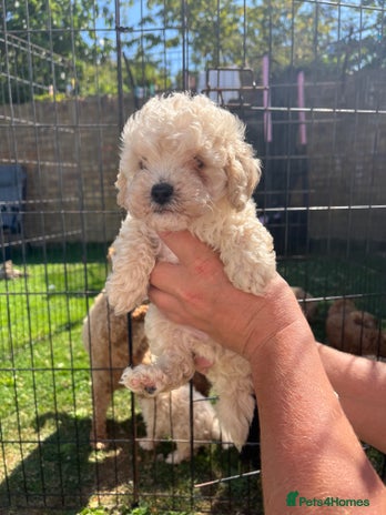 Shihpoo dogs - Advert 3