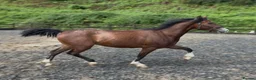 Welsh Section C horses for sale: Stunning Youngster - Show / driven potential  - Advert 2