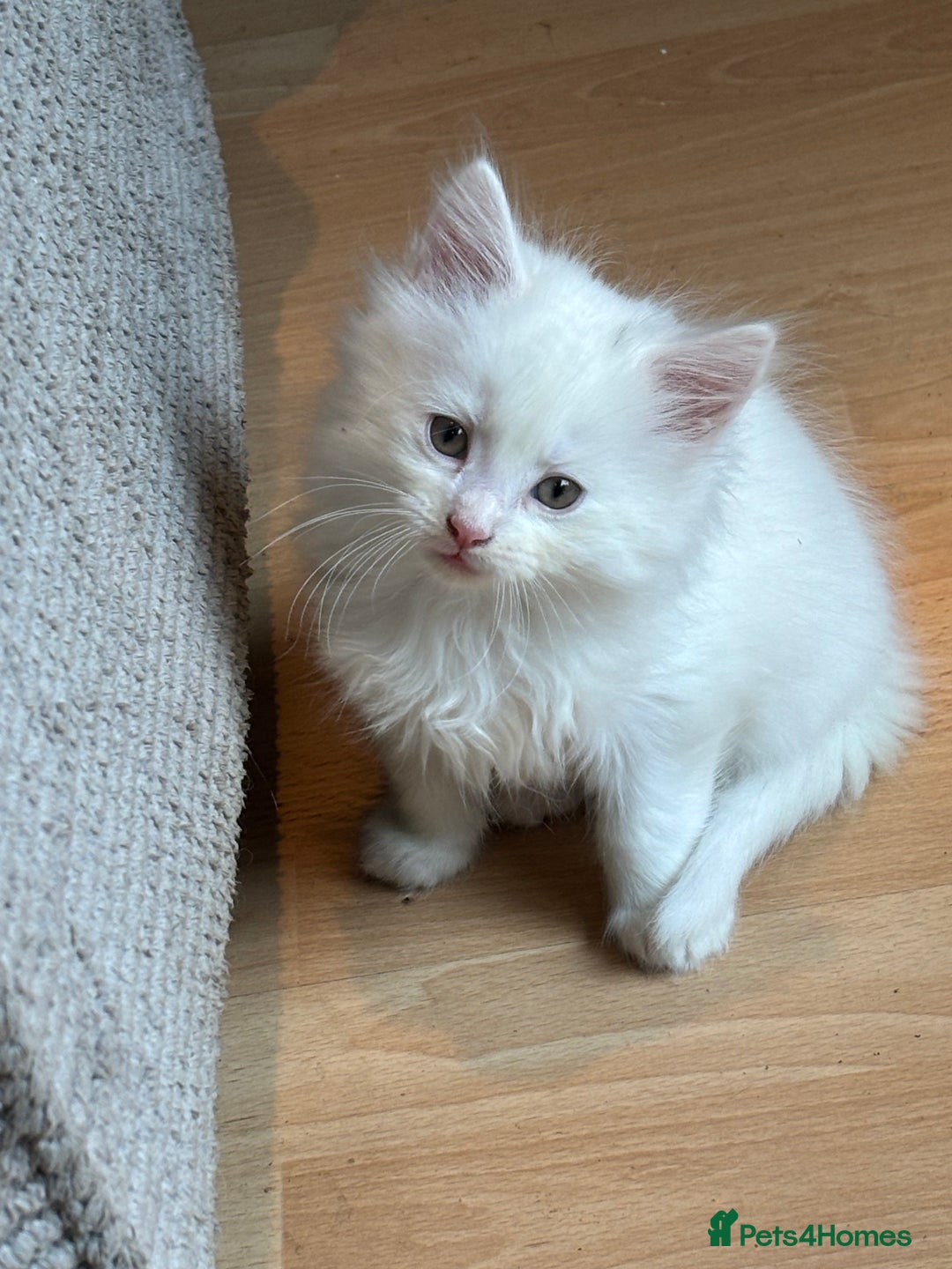 Mixed Breed cats for sale: Stunning Kittens  - Image 3