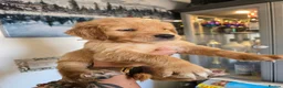 Golden Retriever dogs for sale: Show Type KC Registered Golden Retrievers !!  - Advert 24