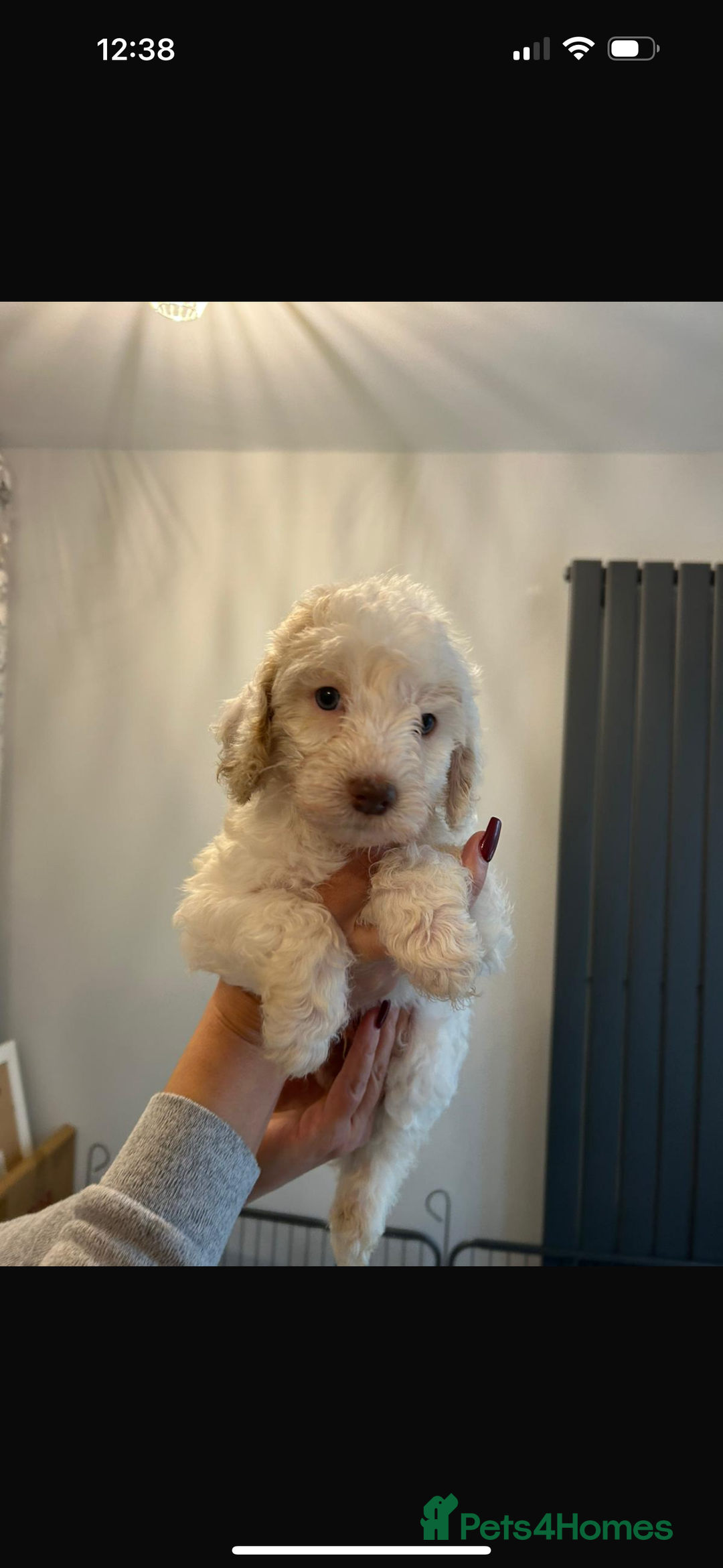 Cockapoo dogs for sale: Beautiful Cockapoos  - Image 4