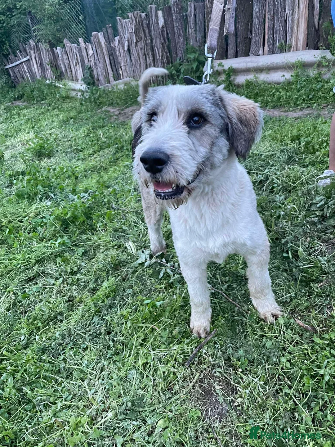 Mixed Breed dogs for adoption: Toby! in Leeds - Advert 2