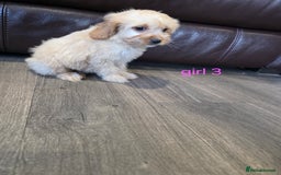 Cockapoo dogs for sale: Adorable cockapoo pups ready to go 🐶 - Image 24