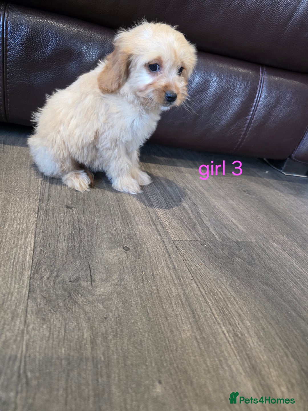 Cockapoo dogs for sale: Adorable cockapoo pups ready to go 🐶 - Image 24