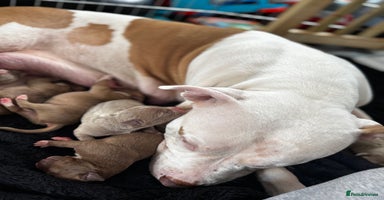 American Bully dogs Gorgeous Bully x Staffie pups  - Advert 2