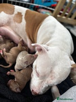 American Bully dogs Gorgeous Bully x Staffie pups - Advert 2