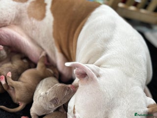 American Bully dogs for sale - Advert 1