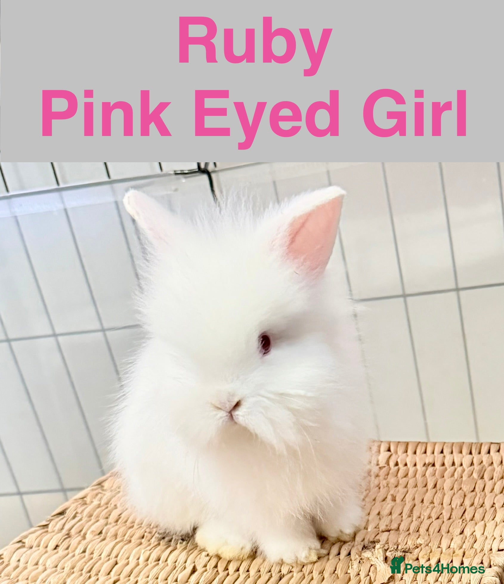 Lionhead rabbits Double Maned Lionhead Babies READY from 8th FEB - Advert 6