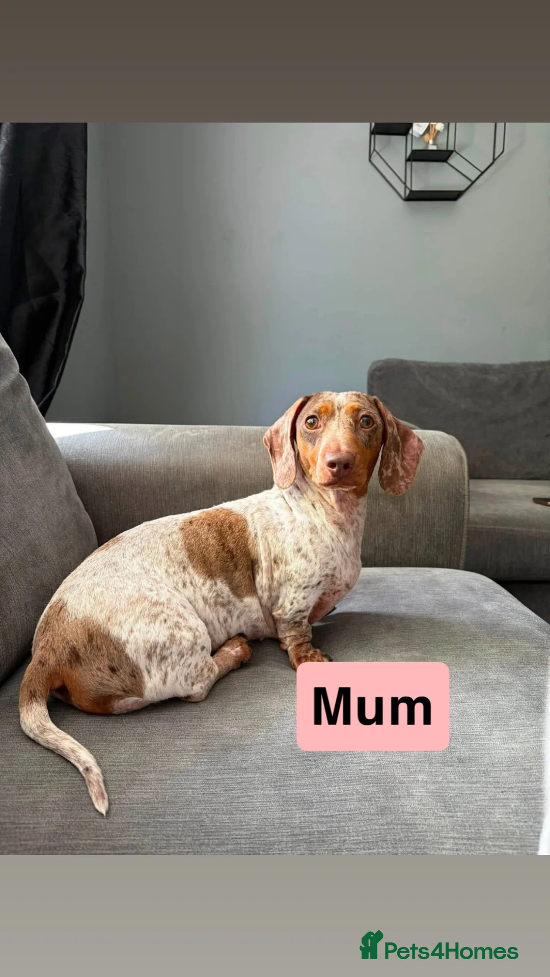 Miniature Dachshund dogs for sale: Miniature dachshund  in Saint Helens - Advert 1