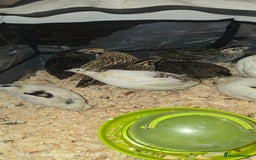 Quail poultry for sale: 🌟 Adult Quails for Sale! 🌟 - Image 13