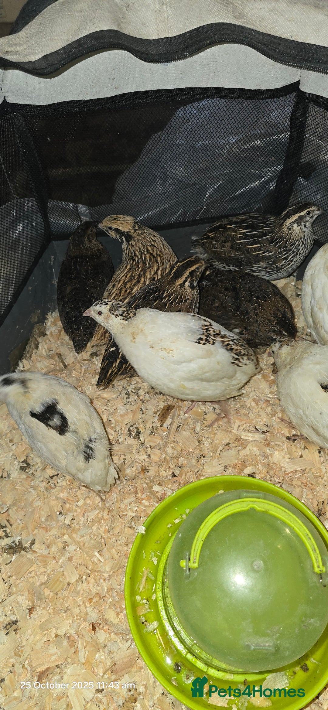 Quail poultry for sale: 🌟 Adult Quails for Sale! 🌟 - Image 13