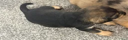 Mixed Breed dogs for sale: Miniature schnoxie/schnauzund puppy’s  - Advert 21