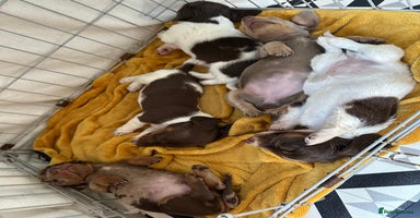 Dachshund dogs - Advert 3