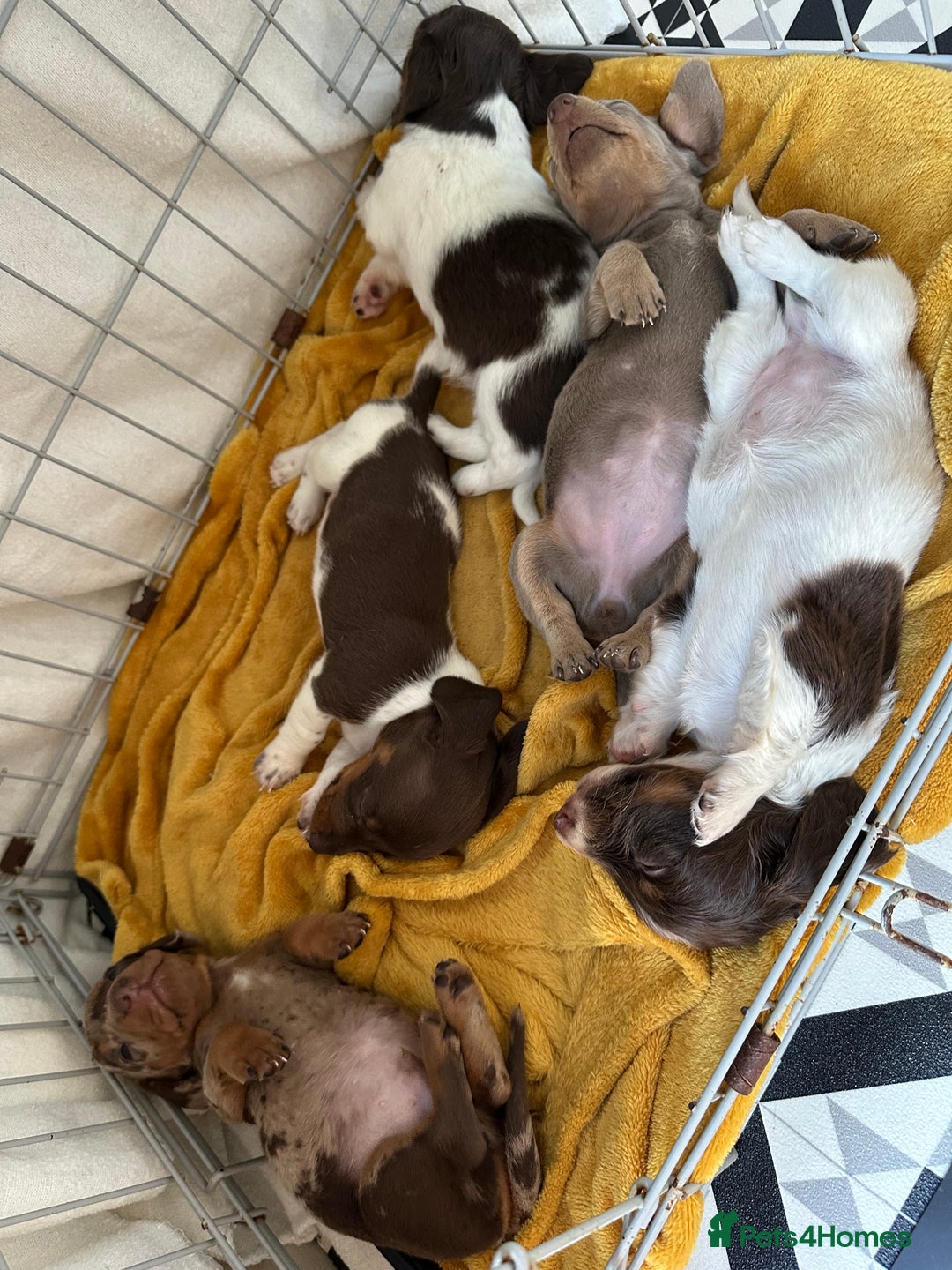 Dachshund dogs for sale: 5 dachshund puppies - Image 3