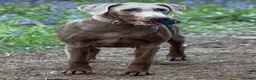 Dobermann dogs for sale: Loving home needed for our beautiful Dobermann in Tamworth - Advert 2