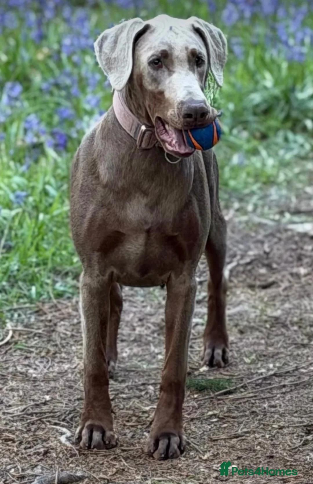 Dobermann dogs for sale: Loving home needed for our beautiful Dobermann in Tamworth - Advert 2