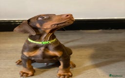 Dobermann dogs for sale: Gorgeous Eu**an Dobermann Puppies - Image 6
