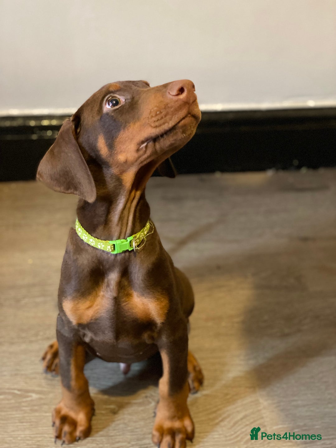 Dobermann dogs for sale: Gorgeous Eu**an Dobermann Puppies - Image 6