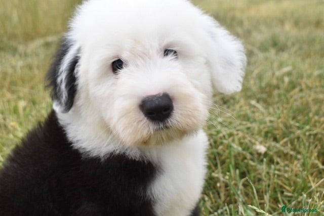 Old English Sheepdog dogs Stunning KC Reg Old English Sheepdog Pup STANLEY - Advert 5