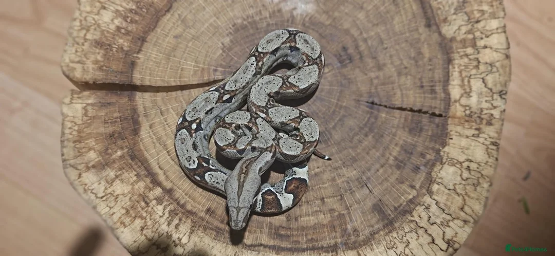 Snake reptiles for sale: Red tail Boa - Advert 3
