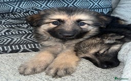 German Shepherd dogs for sale: Ready now 🥰 GSD puppies health tested parents - Image 4