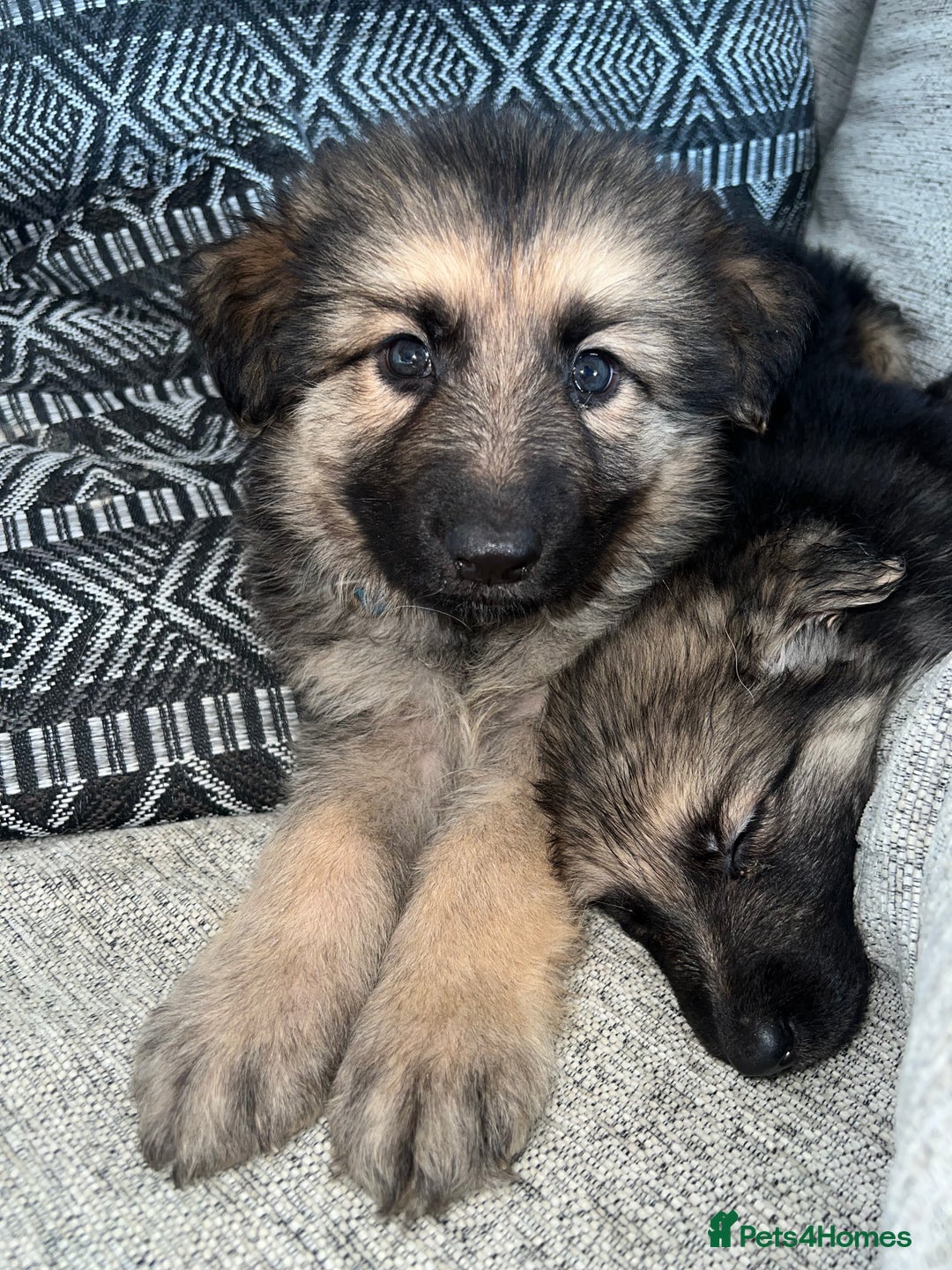 German Shepherd dogs for sale: Ready now 🥰 GSD puppies health tested parents - Image 4